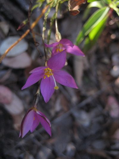 Gyrandra tenuifolia, photographed by Arturo Castro Castro