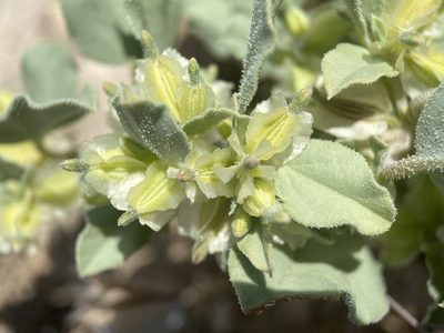 Acleisanthes nevadensis