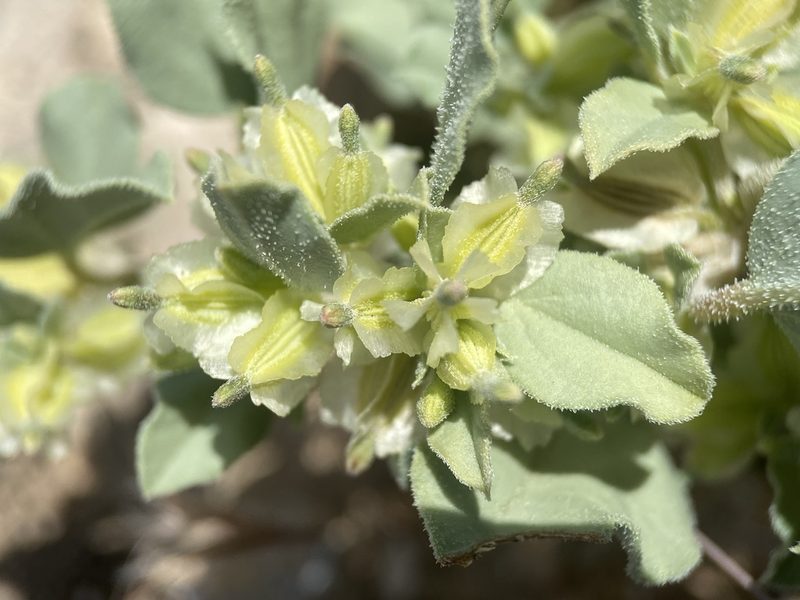 Acleisanthes nevadensis, photographed by Matt Berger