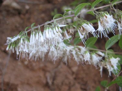 Cunila polyantha, photographed by Arturo Castro Castro