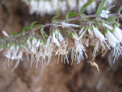 Cunila polyantha, photographed by Arturo Castro Castro