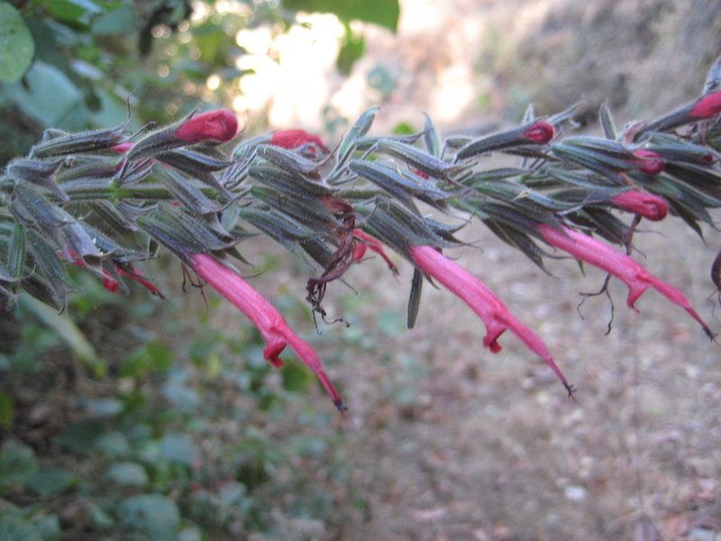 Salvia longistyla, photographed by Arturo Castro Castro