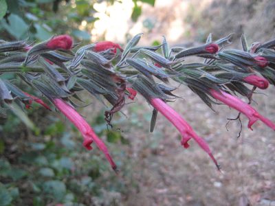 Salvia longistyla, photographed by Arturo Castro Castro