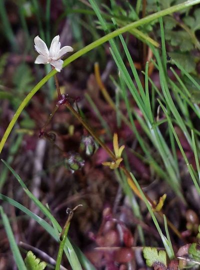 Spergula pentandra, photographed by Russell Best
