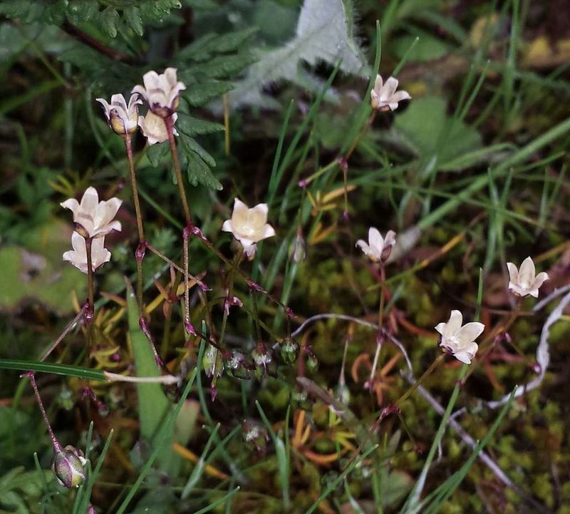Spergula pentandra, photographed by Russell Best