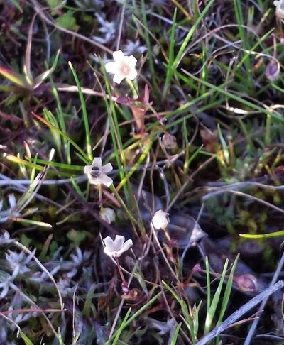 Spergula pentandra, photographed by Russell Best