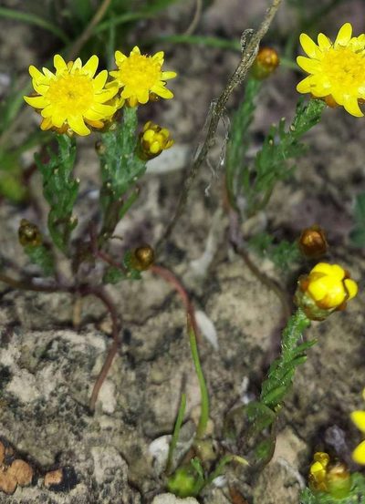 Hyalosperma semisterile, photographed by Russell Best
