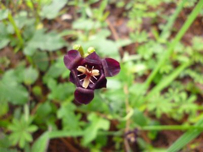 Tigridia multiflora, photographed by Arturo Castro Castro