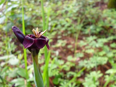 Tigridia multiflora, photographed by Arturo Castro Castro