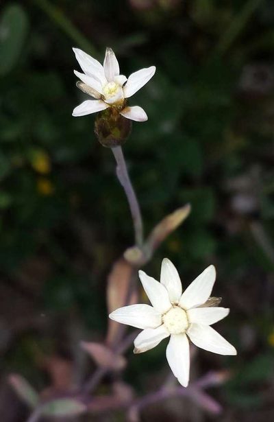 Rhodanthe stricta, photographed by Russell Best