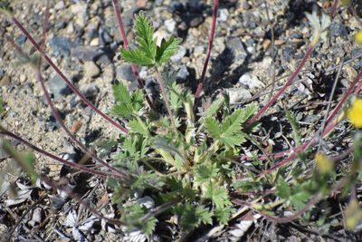 Potentilla arenosa, photographed by Syd Cannings