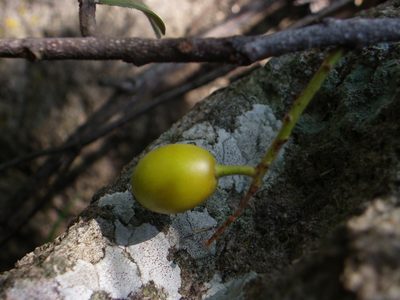 Prunus zinggii, photographed by Arturo Castro Castro