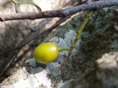 Prunus zinggii, photographed by Arturo Castro Castro