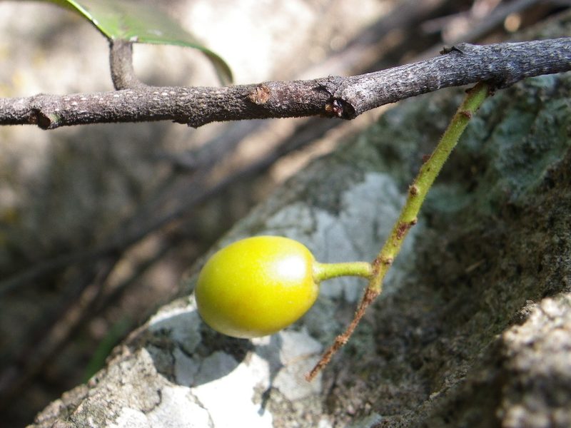 Prunus zinggii, photographed by Arturo Castro Castro