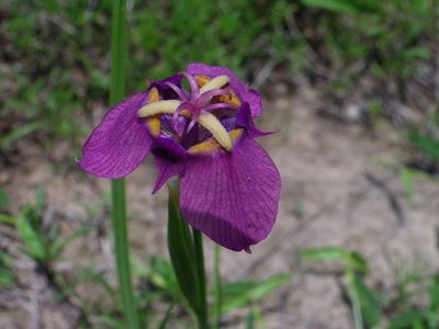 Tigridia augusta, photographed by Arturo Castro Castro