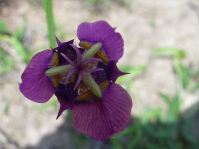 Tigridia augusta, photographed by Arturo Castro Castro