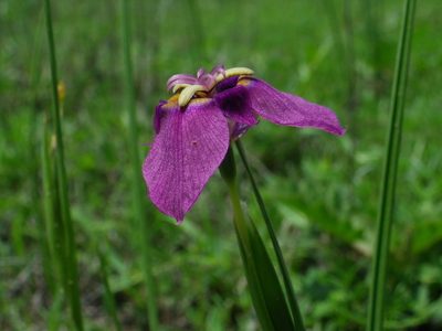 Tigridia augusta, photographed by Arturo Castro Castro