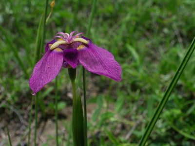 Tigridia augusta, photographed by Arturo Castro Castro