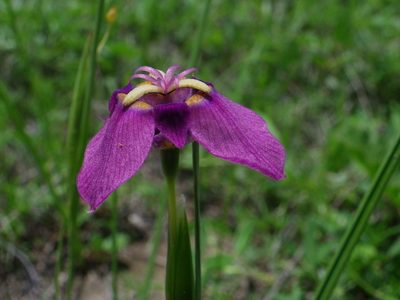 Tigridia augusta, photographed by Arturo Castro Castro