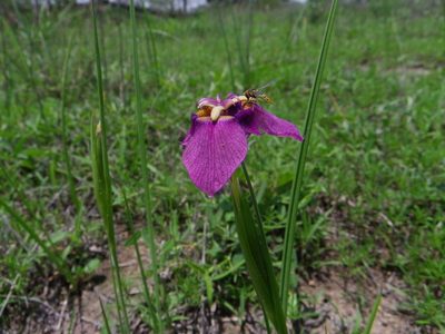 Tigridia augusta, photographed by Arturo Castro Castro