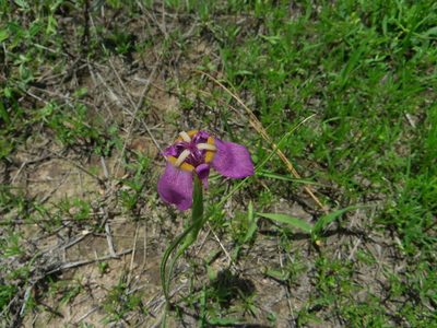 Tigridia augusta, photographed by Arturo Castro Castro