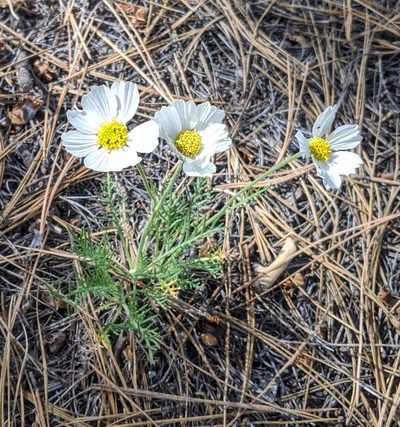 Hymenopappus newberryi, photographed by Oakie McDoakie