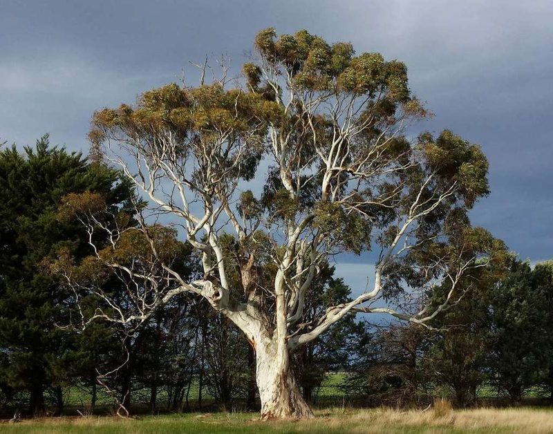 Eucalyptus rubida, photographed by Russell Best