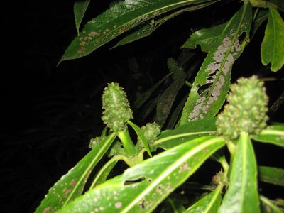 Hedyosmum mexicanum, photographed by Arturo Castro Castro