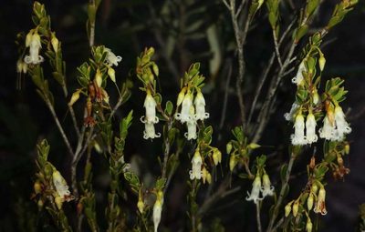 Styphelia woodsii, photographed by Russell Best