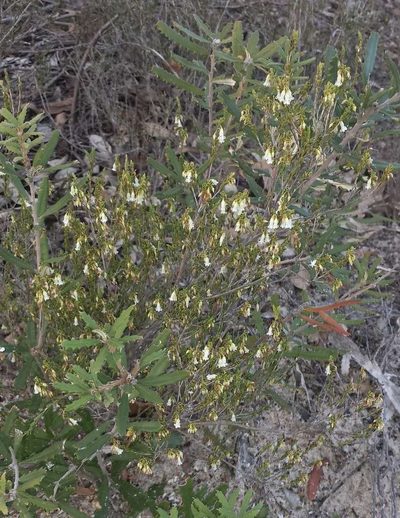 Styphelia woodsii, photographed by Russell Best