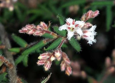 Leucopogon thymifolius, photographed by Russell Best