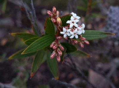 Leucopogon neurophyllus, photographed by Russell Best