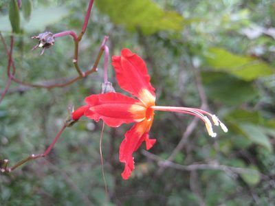 Ipomoea spectata, photographed by Arturo Castro Castro
