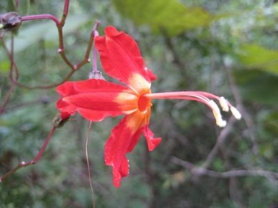 Ipomoea spectata, photographed by Arturo Castro Castro