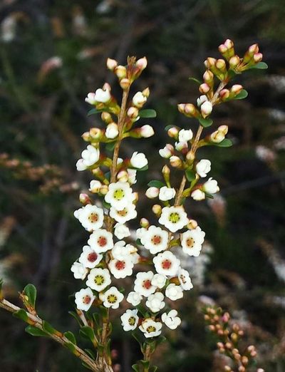 Thryptomene calycina, photographed by Russell Best