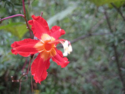 Ipomoea spectata, photographed by Arturo Castro Castro