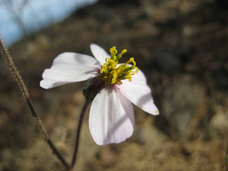 Tridax palmeri, photographed by Arturo Castro Castro