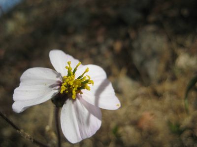 Tridax palmeri, photographed by Arturo Castro Castro