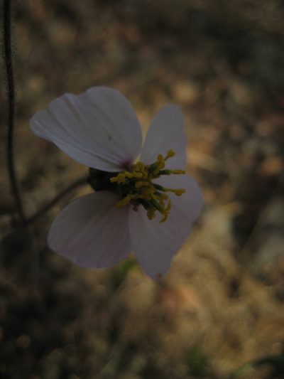 Tridax palmeri, photographed by Arturo Castro Castro