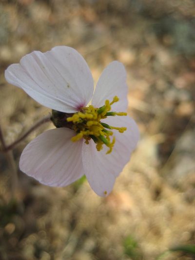 Tridax palmeri, photographed by Arturo Castro Castro