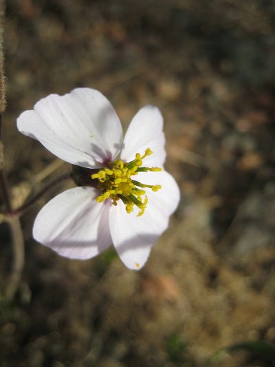 Tridax palmeri, photographed by Arturo Castro Castro