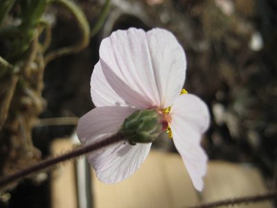 Tridax palmeri, photographed by Arturo Castro Castro