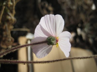 Tridax palmeri, photographed by Arturo Castro Castro