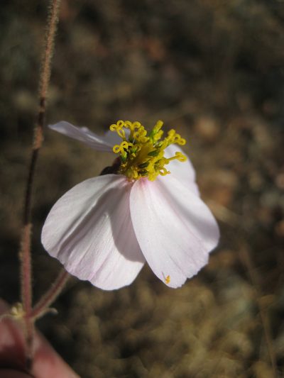 Tridax palmeri, photographed by Arturo Castro Castro