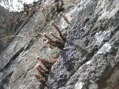 Villadia platystyla, photographed by Arturo Castro Castro
