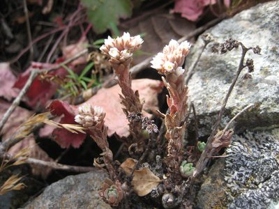Villadia platystyla, photographed by Arturo Castro Castro