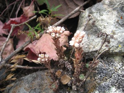 Villadia platystyla, photographed by Arturo Castro Castro