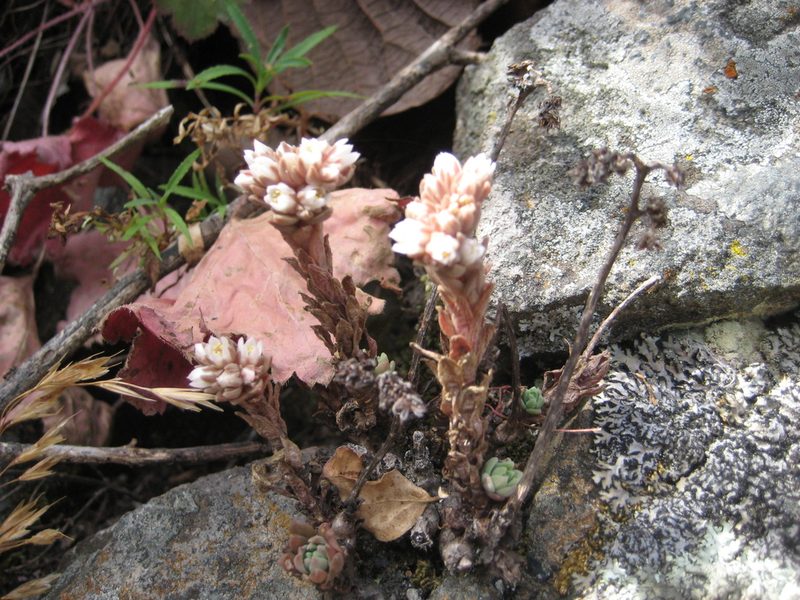 Villadia platystyla, photographed by Arturo Castro Castro