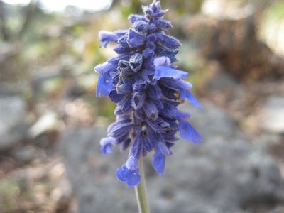 Salvia lavanduloides, photographed by Arturo Castro Castro