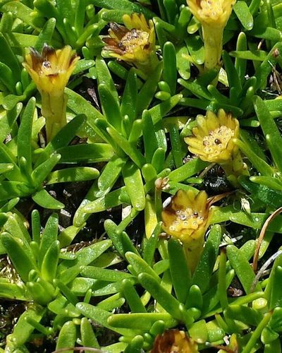 Abrotanella nivigena, photographed by Russell Best